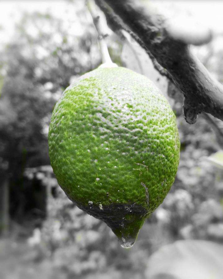 Casa Rural Limon Y Sol サウサル エクステリア 写真
