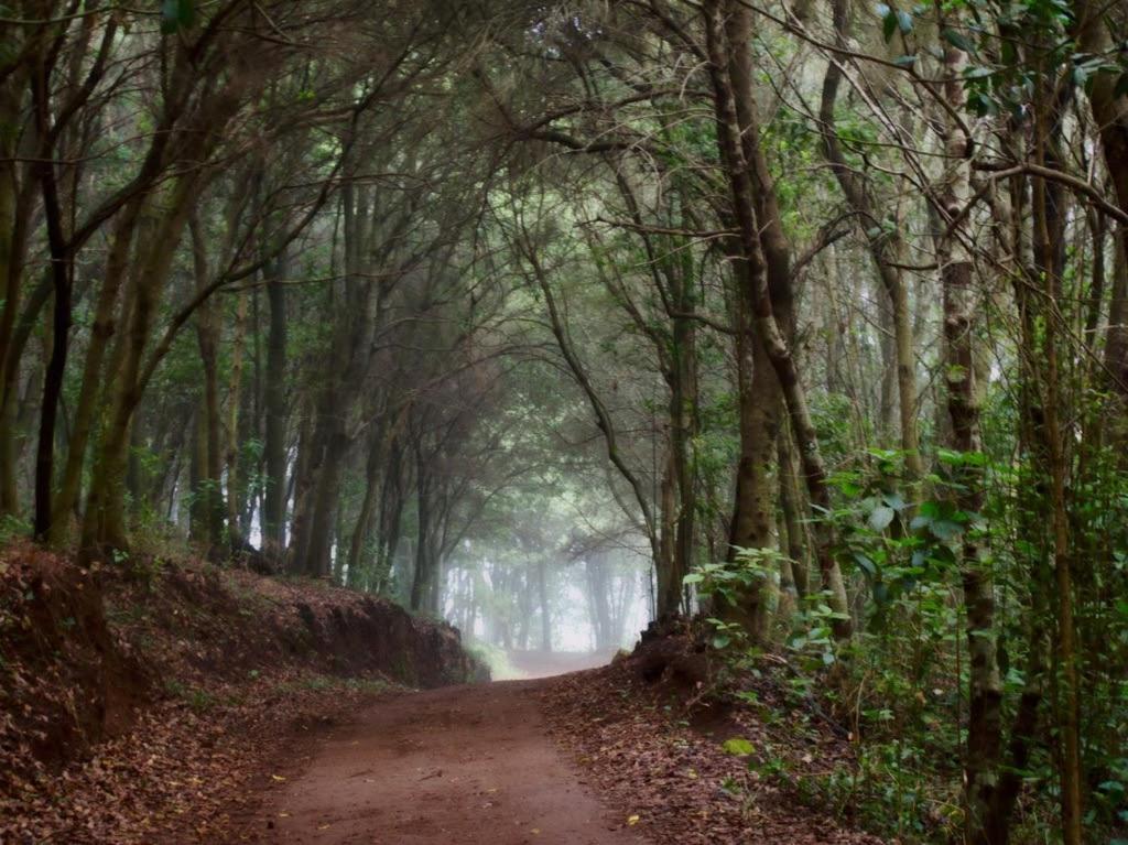 Casa Rural Limon Y Sol サウサル エクステリア 写真